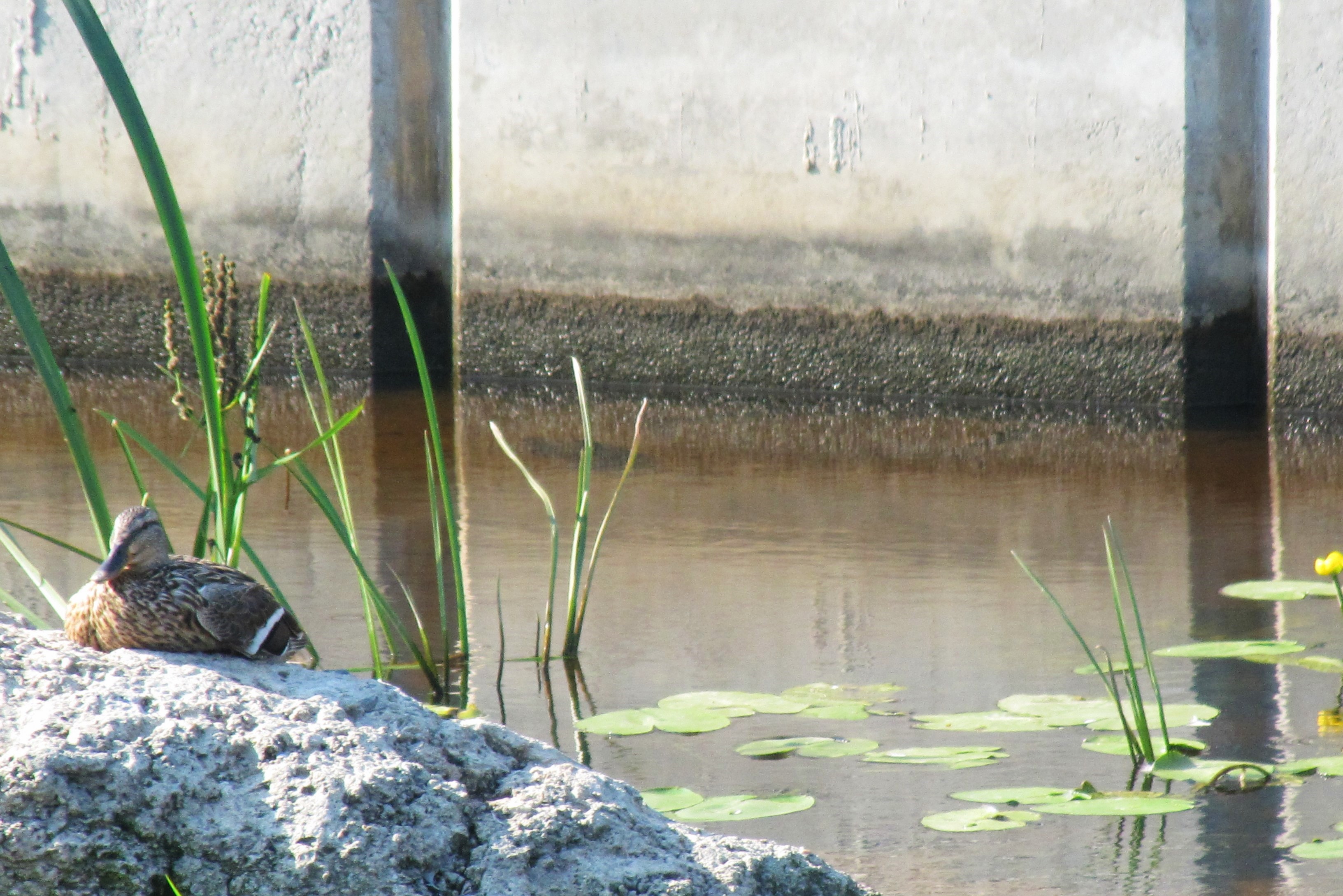 Sitting Duck