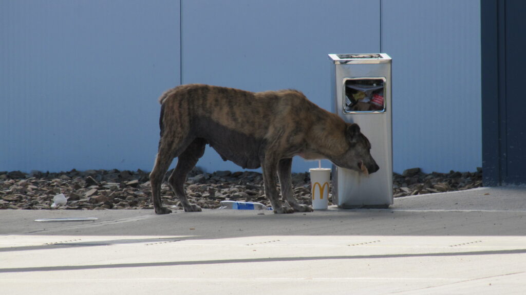 stray dog in punta del este uruguay