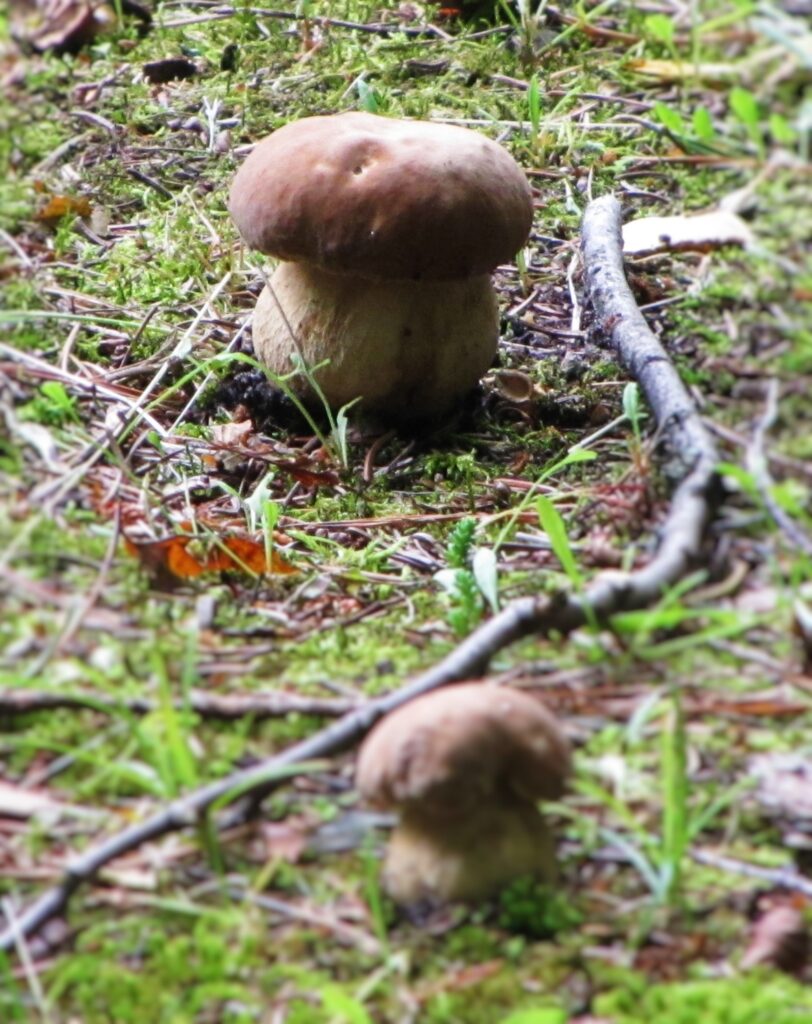 Boletus