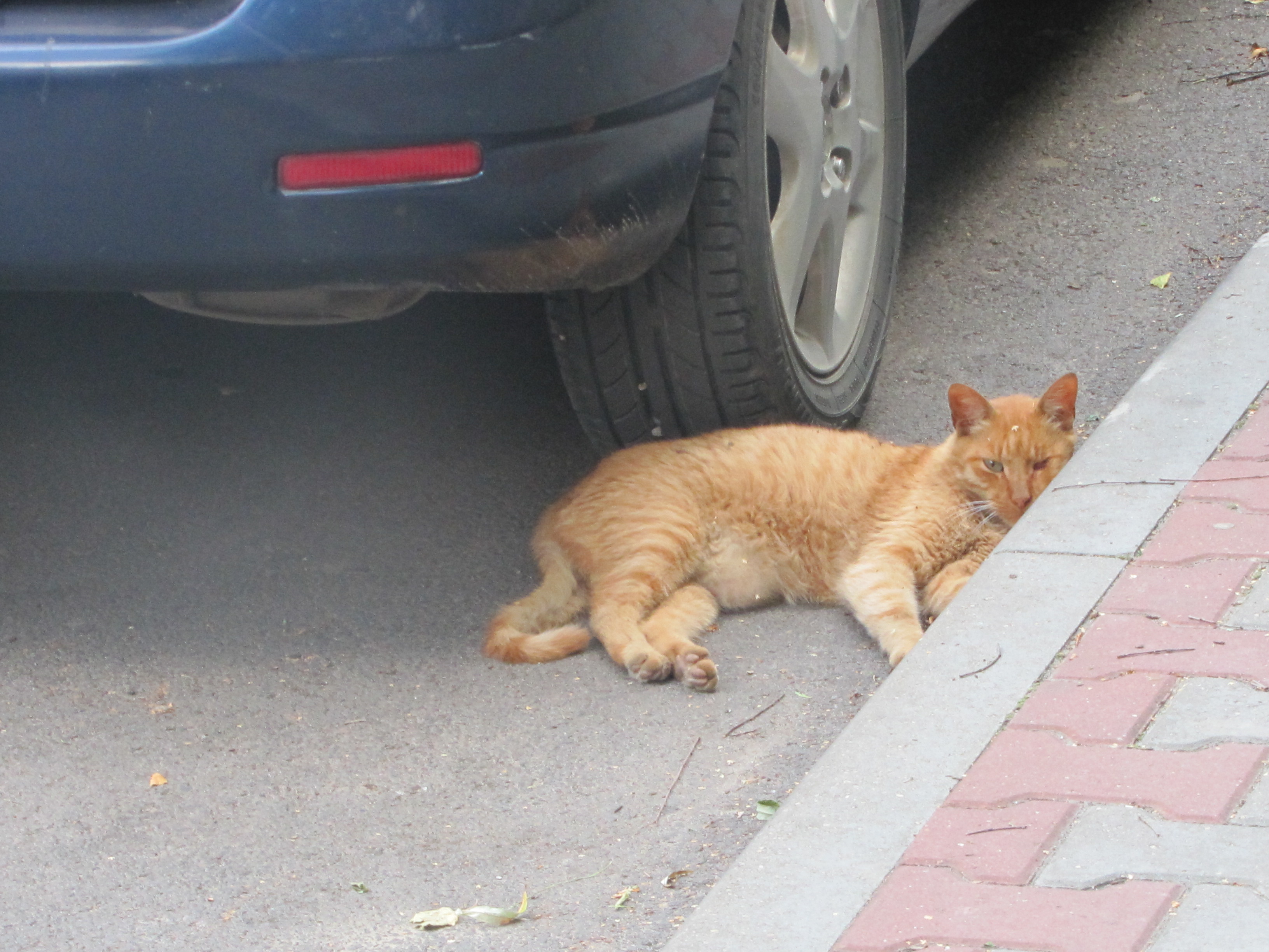 Cat asleep under a car tire in Brest Belarus