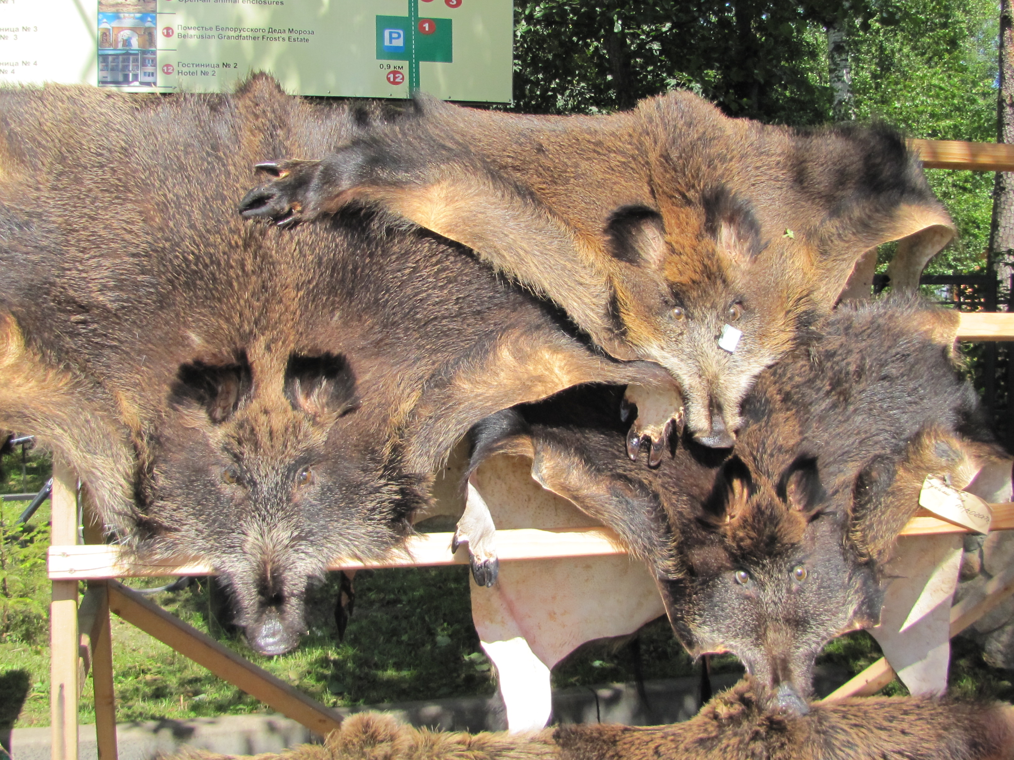 wolf hides Belarussian belovezhskaya pushcha