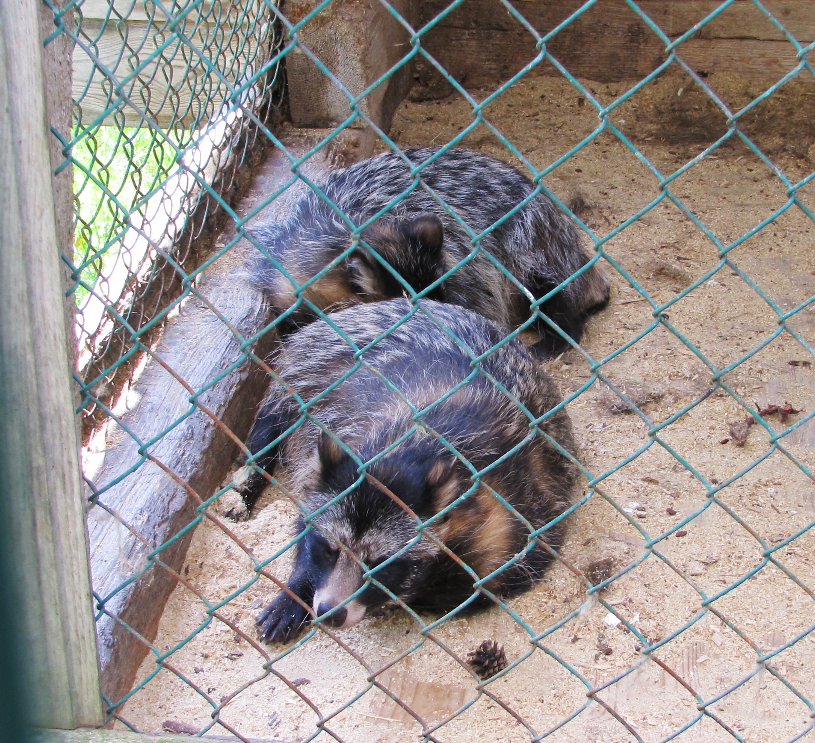 Racoon Dogs