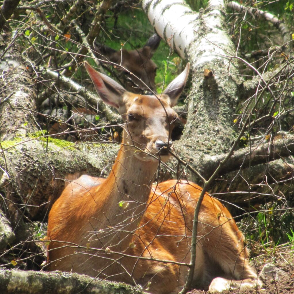 Sika Deer in Belovezhskaya Pushcha