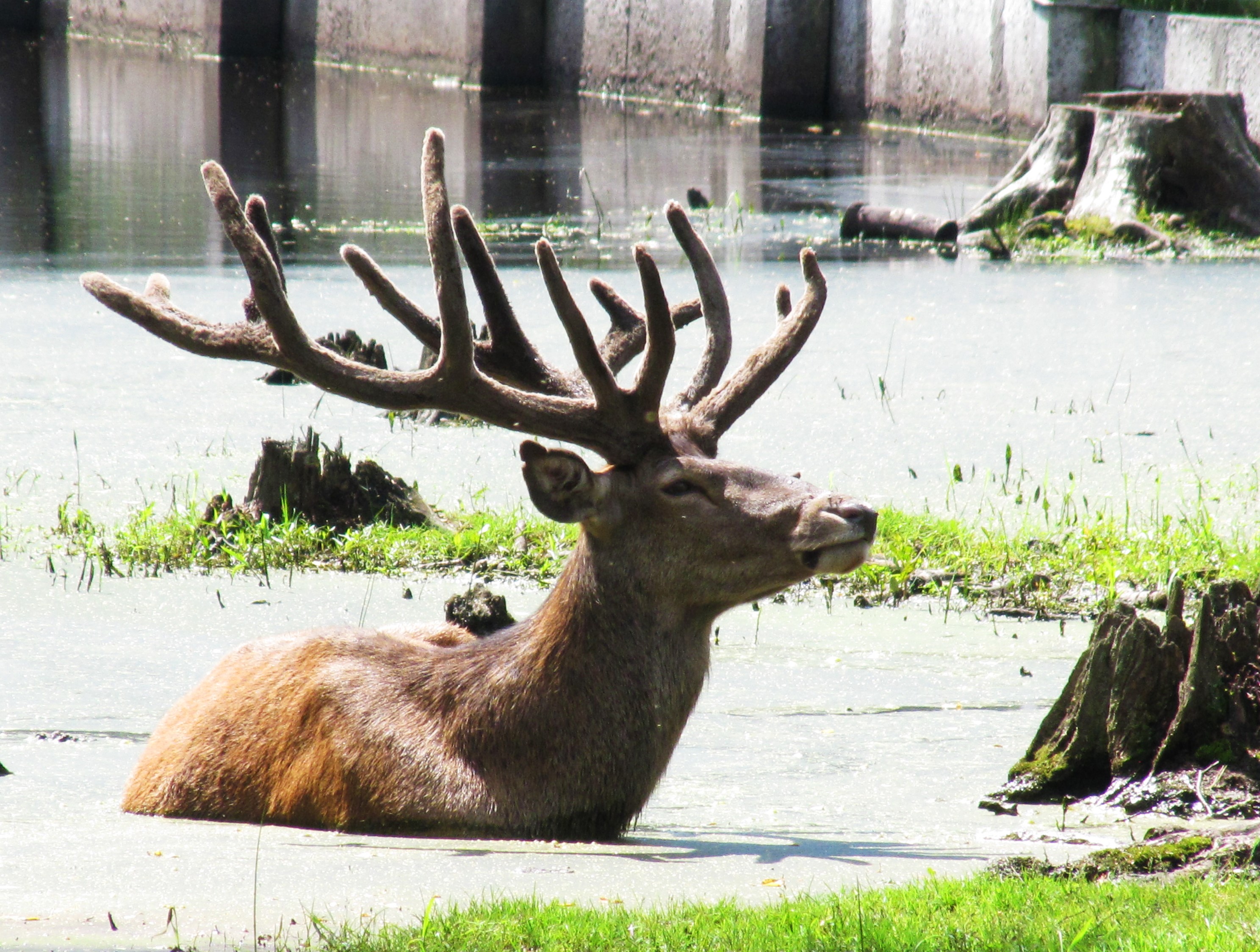 Red Deer in Belovezhskaya Pushcha