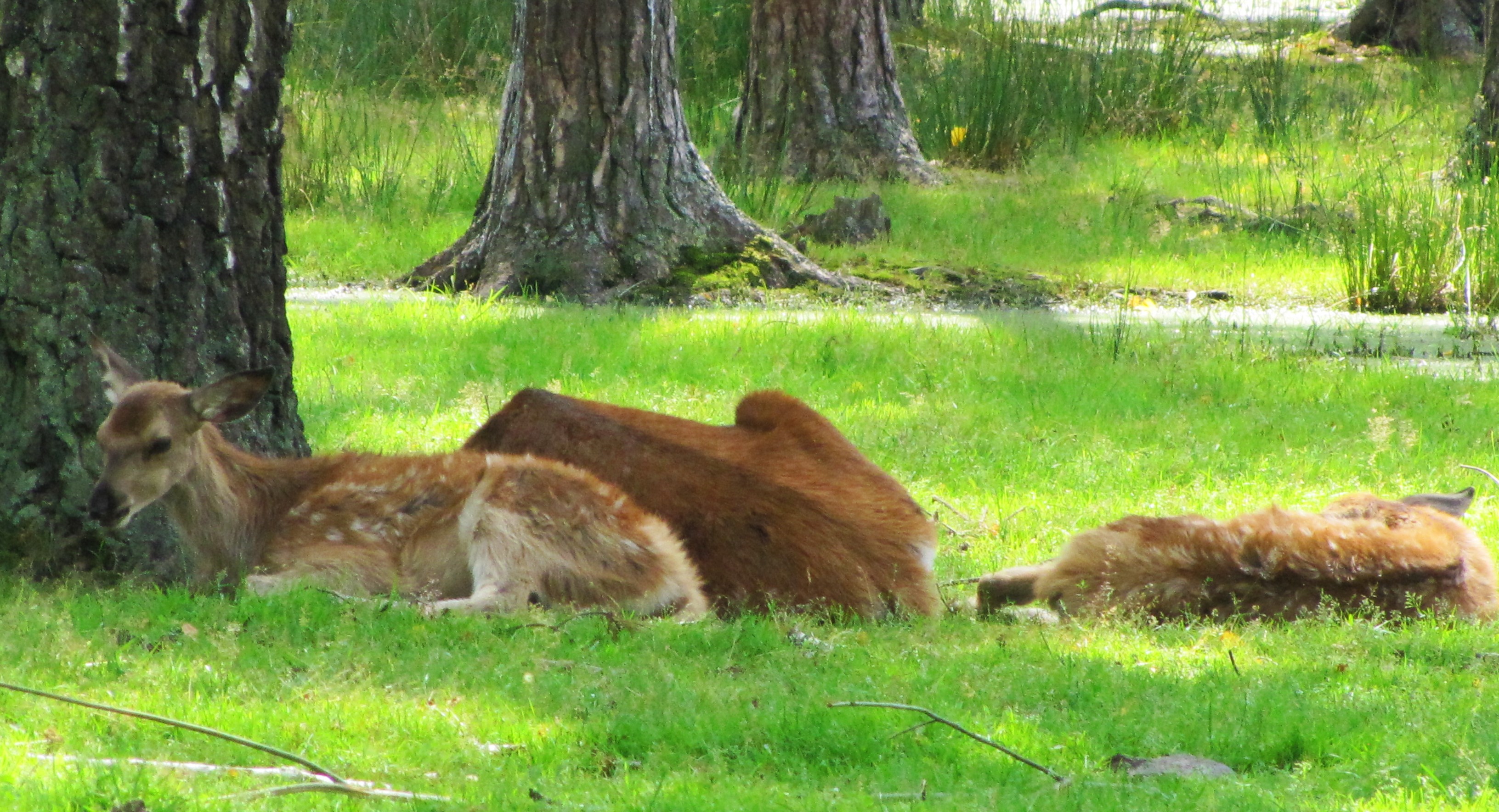 Sika Deer 