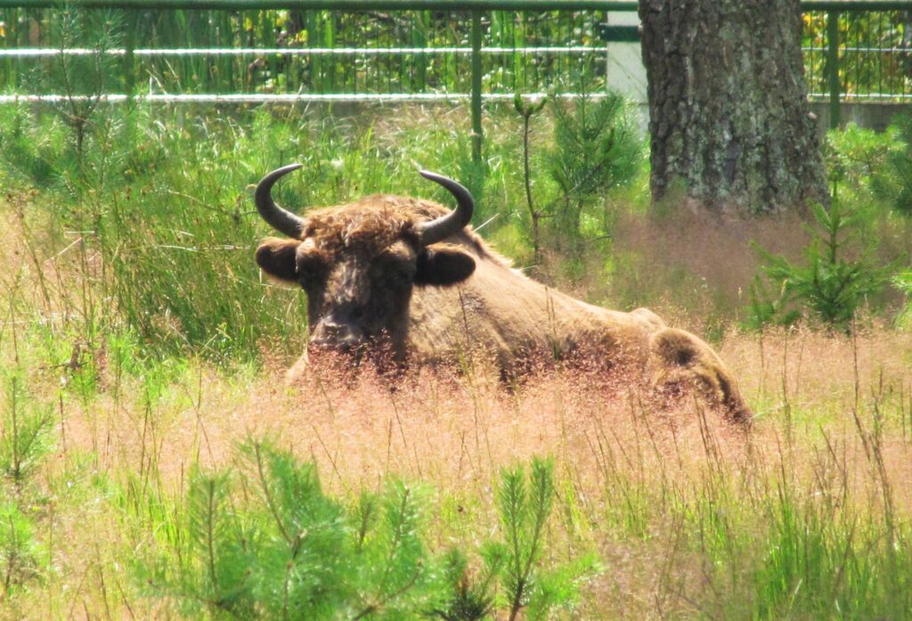 European Bison