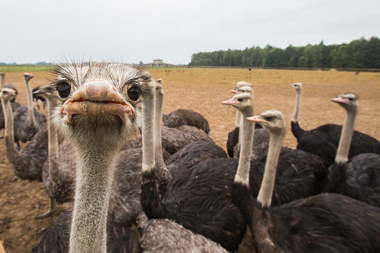 Ostrich Ranch Belarus