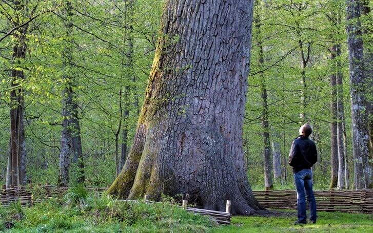 Giant Oak Belovezhskaya Pushcha