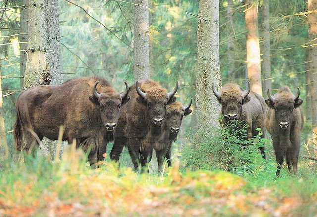 Belorussian Bison