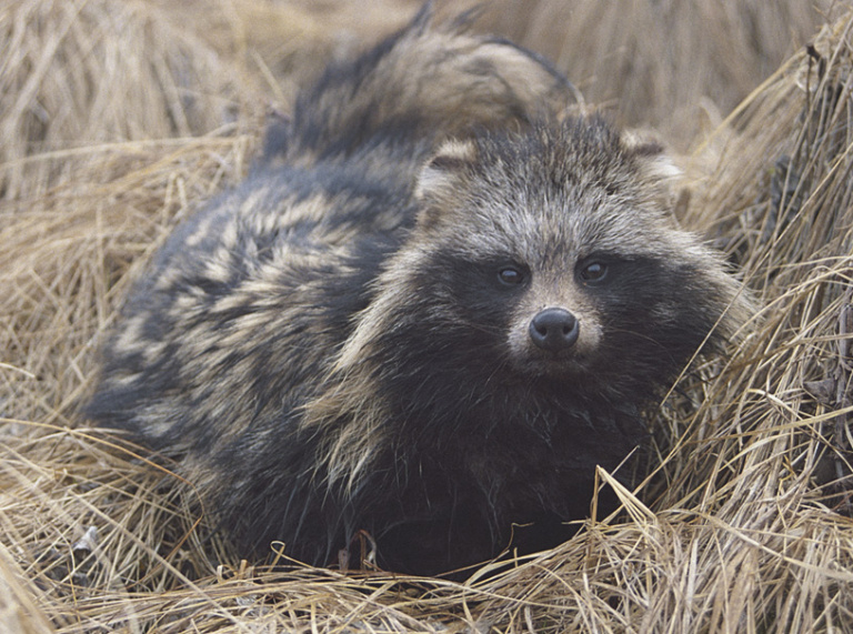 Raccoon Dog Belovezhskaya Pushcha