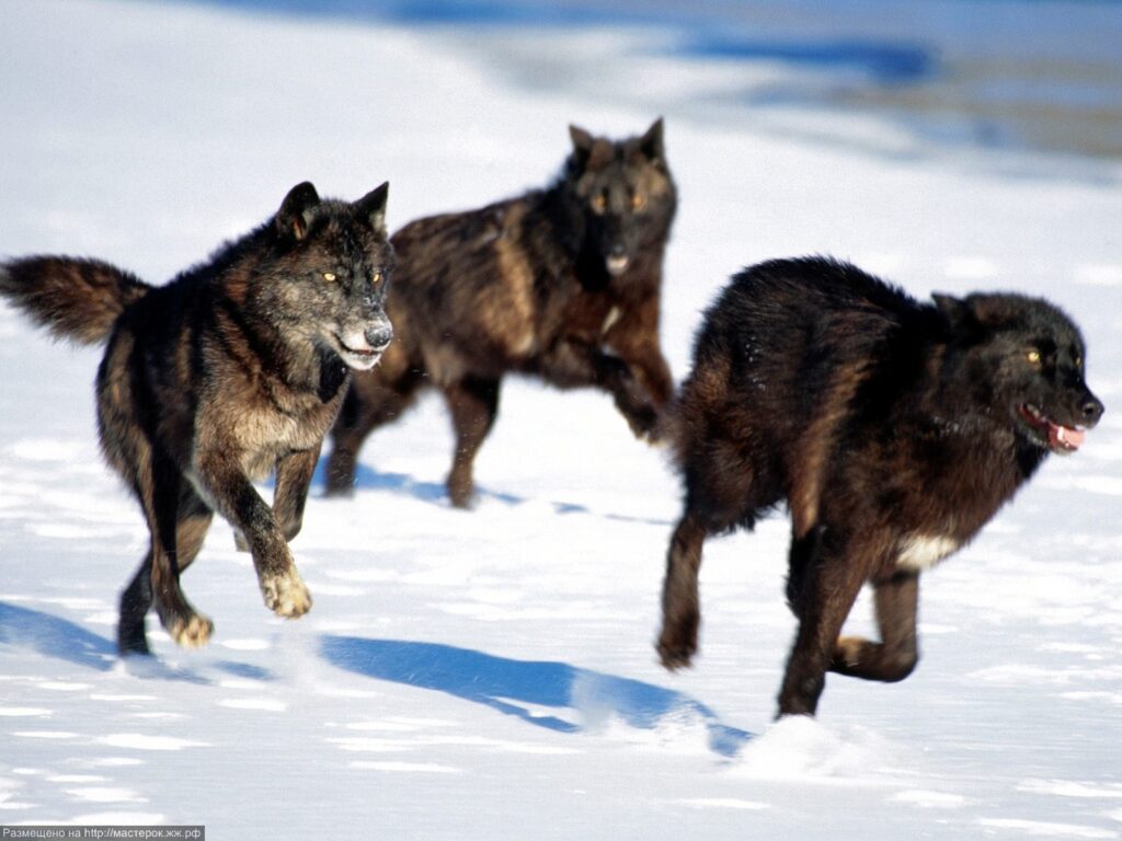 wolves running