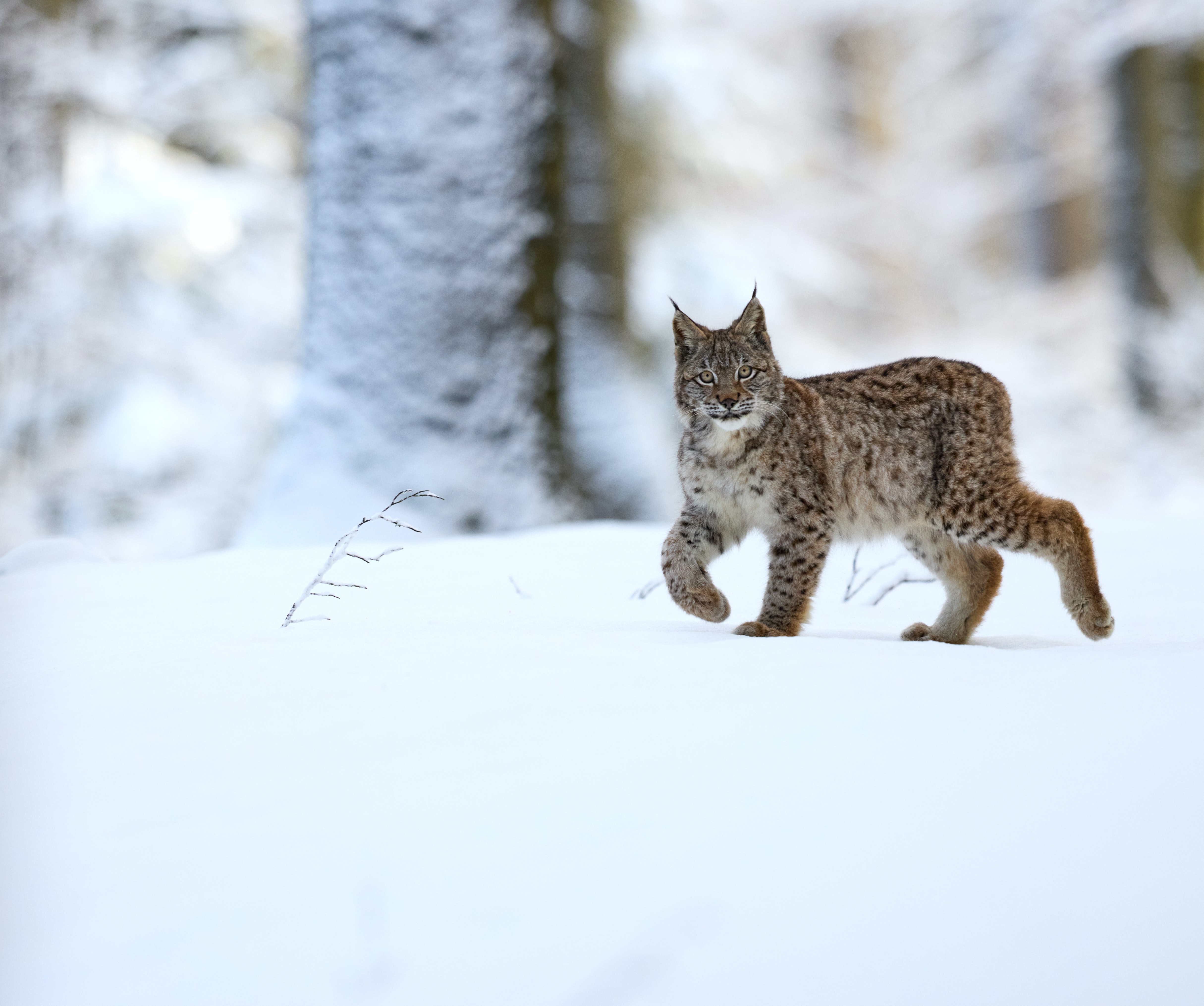 Lynx