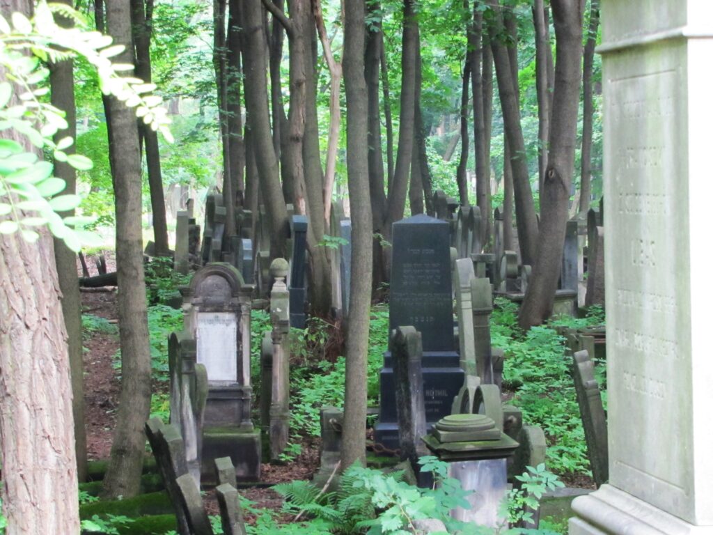 Trees in cemetery in Warsaw