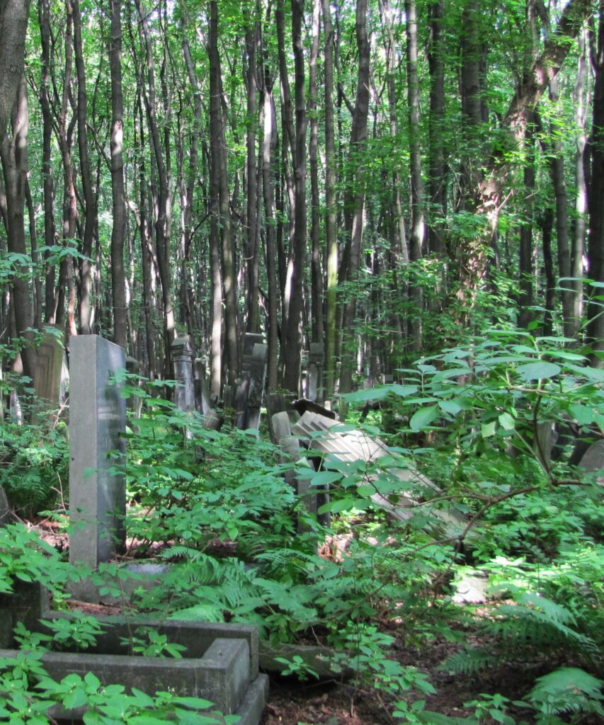 Forest in the cemetery