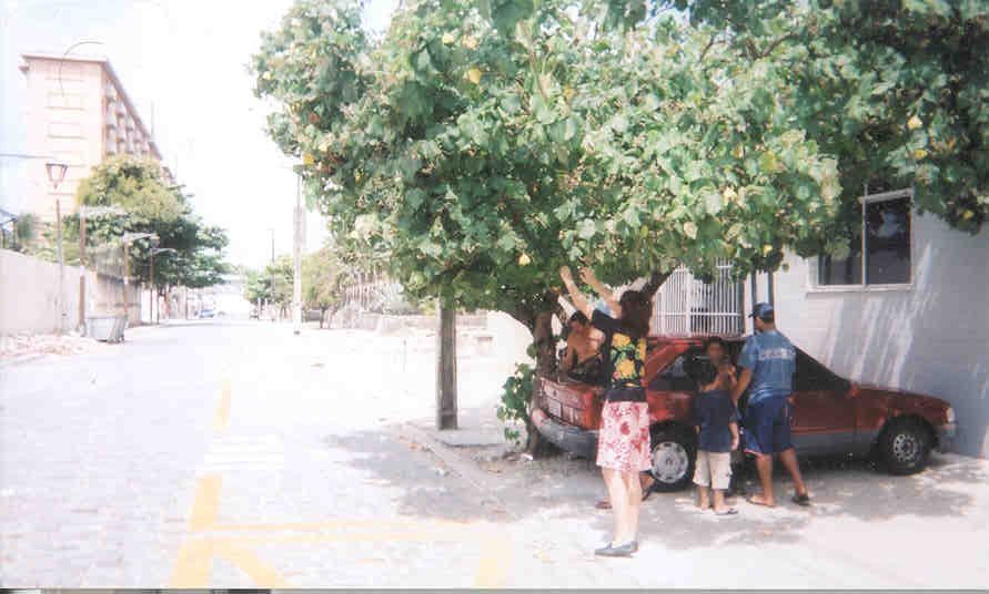 Fortaleza, Brazil tree