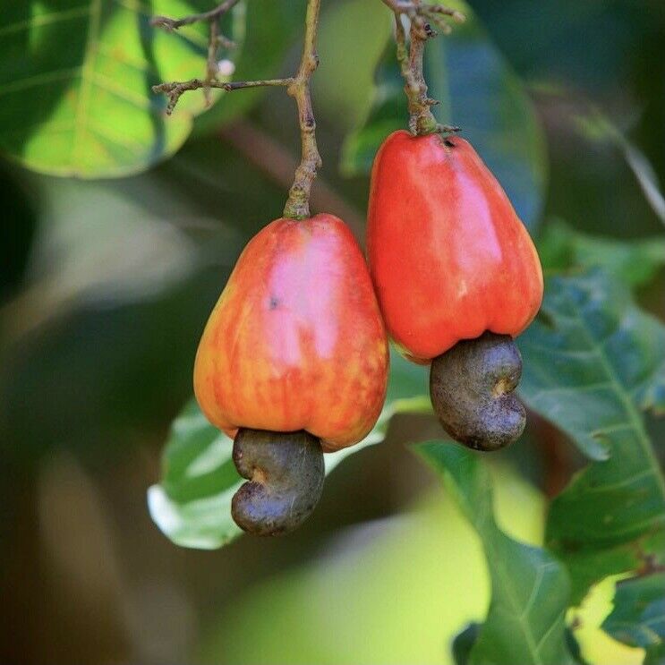 Cashew Apples Fortaleza, Brazil