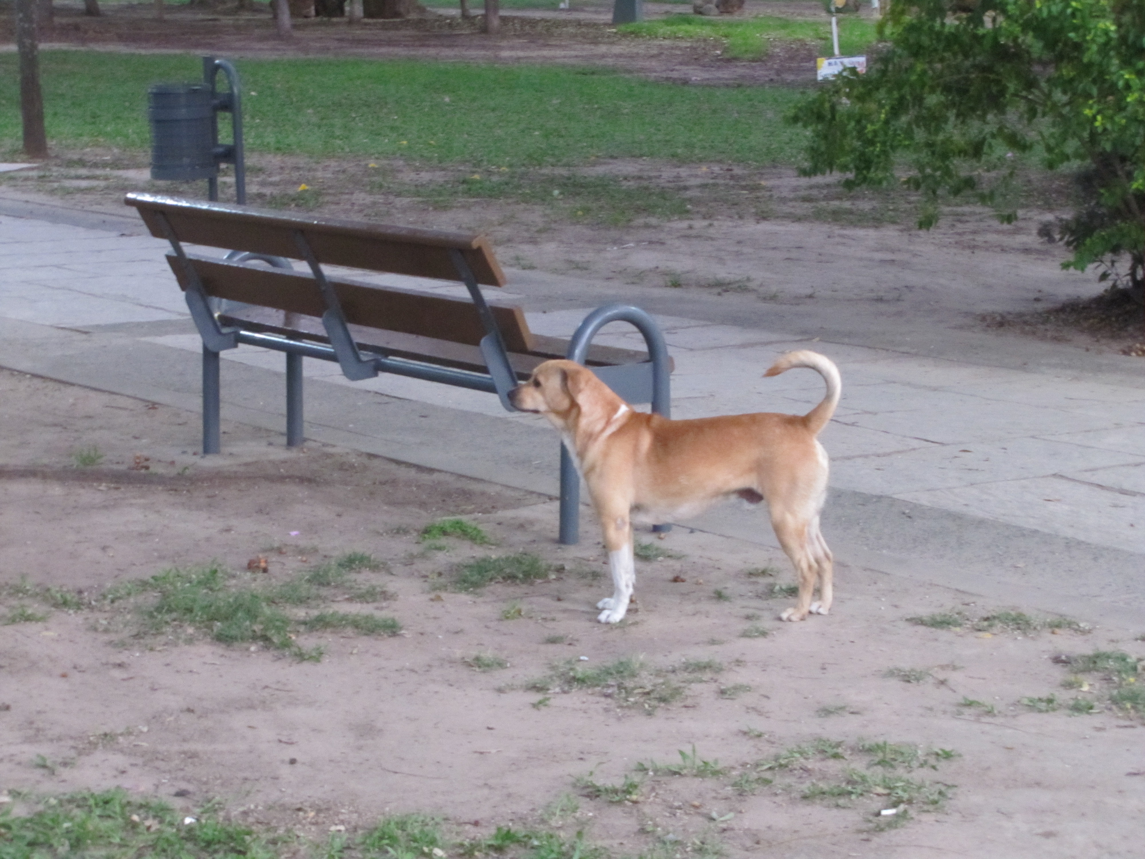 Dog Argentina