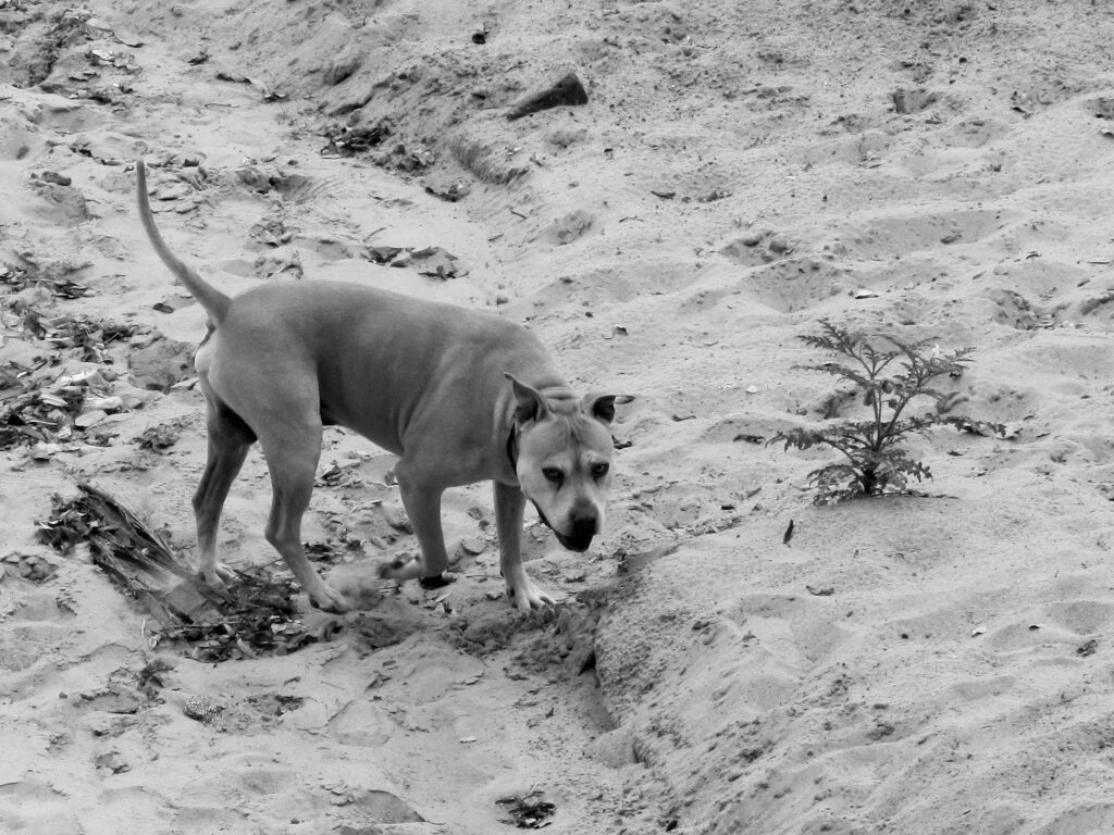 Dog in Argentina