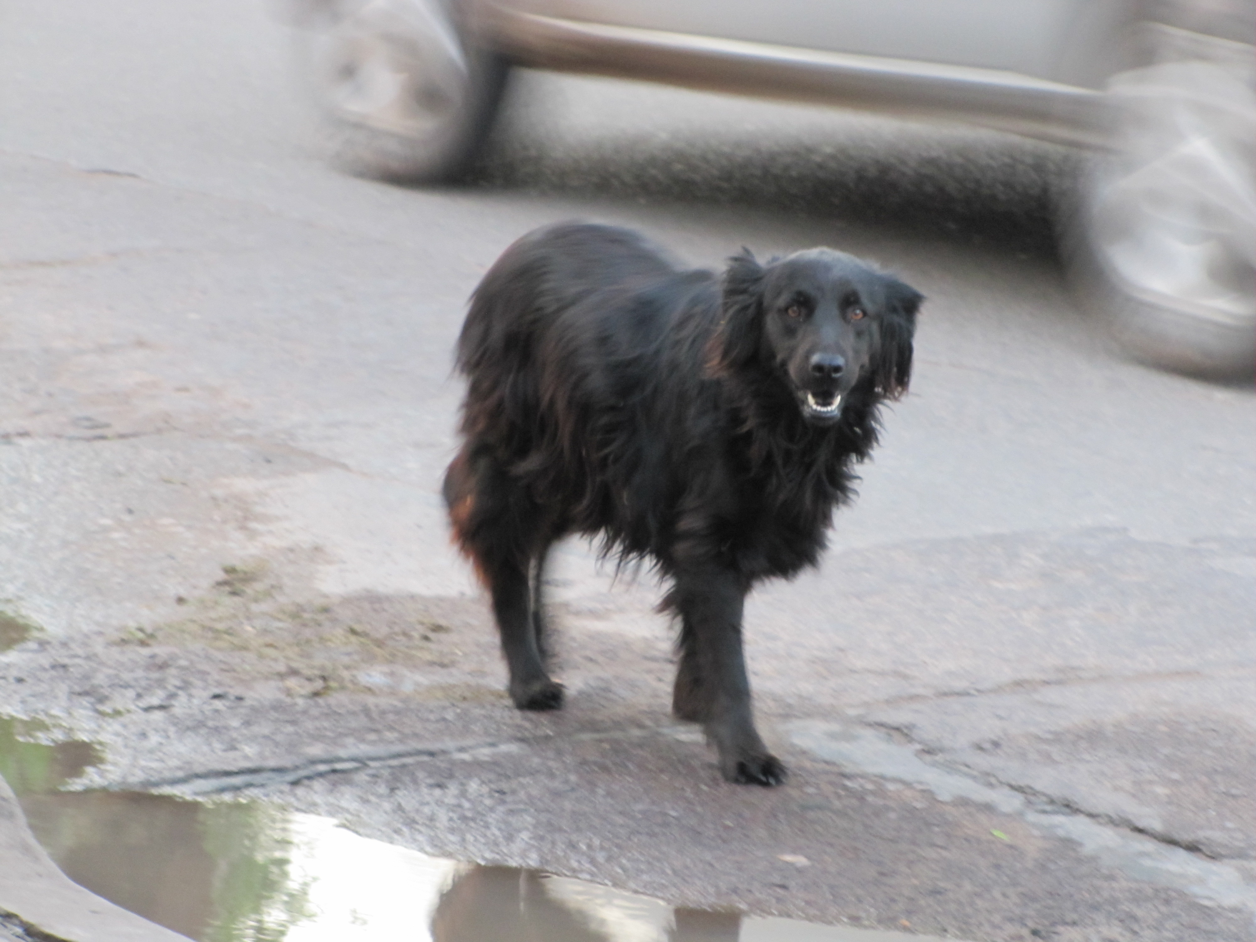 Dog on the Street