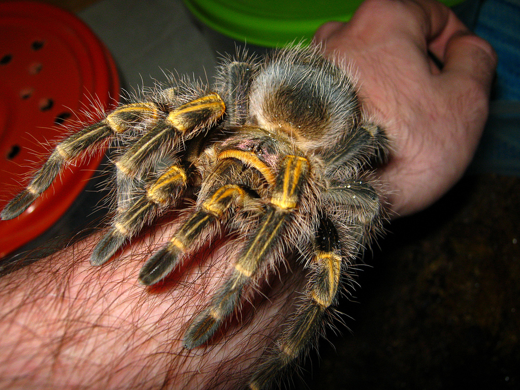 Chaco Golden Knee Spider Argentina