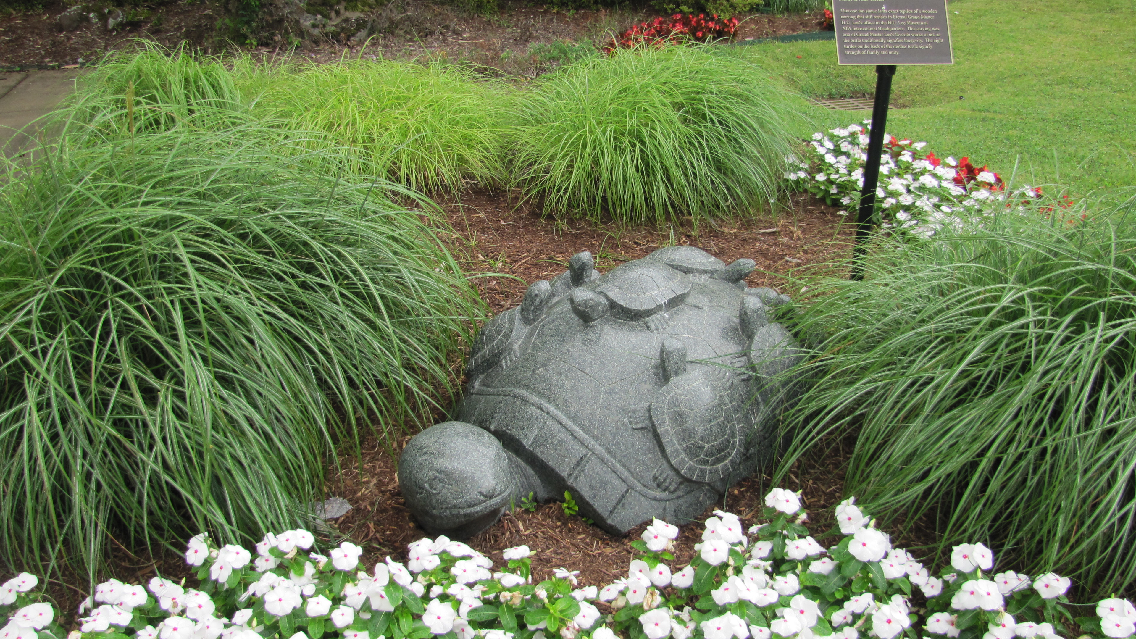 Turtle in Little Rock