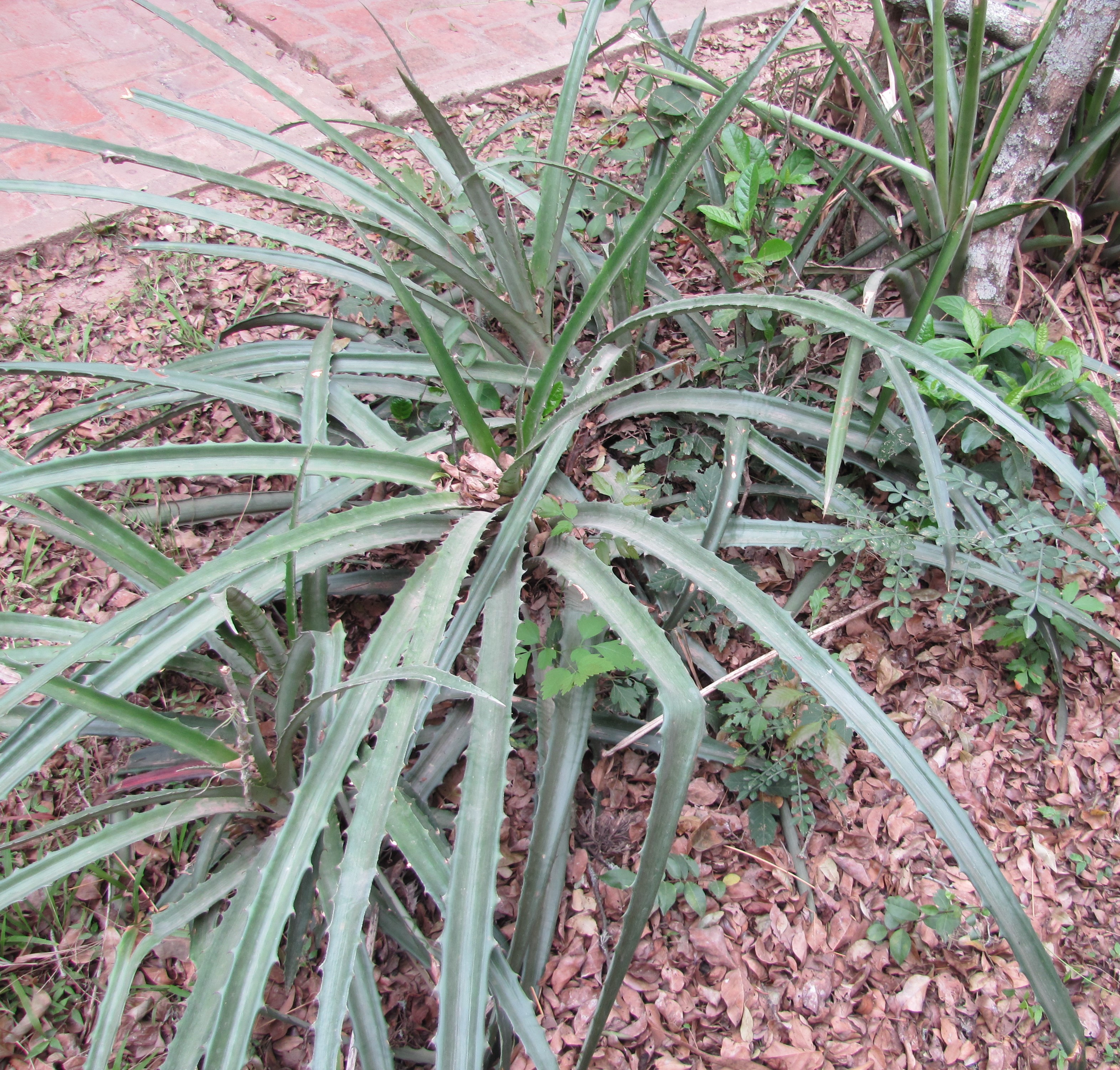 Bromelia serra