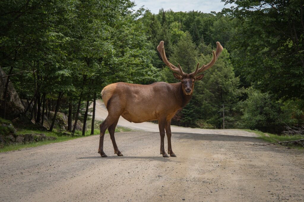 Elk in the Smoky Mountains