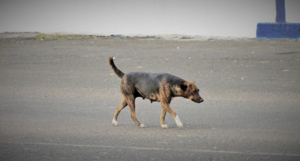 Female Dog Tahiti