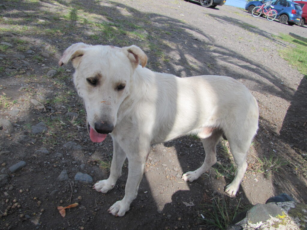 White Dog in Tahiti