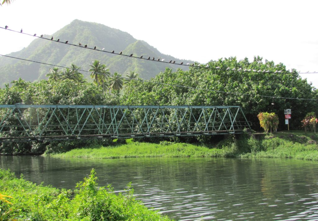 Birds on a Wire, Tahiti