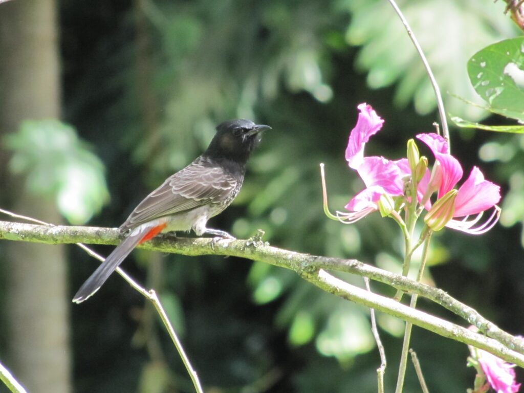 red vented bulbul