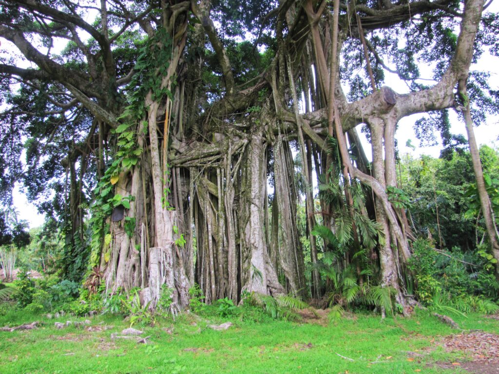 Banyan Tree on Tahiti