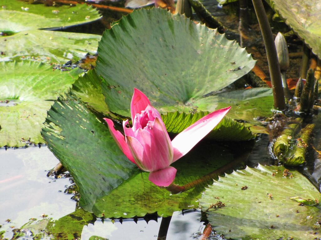 Water Lily