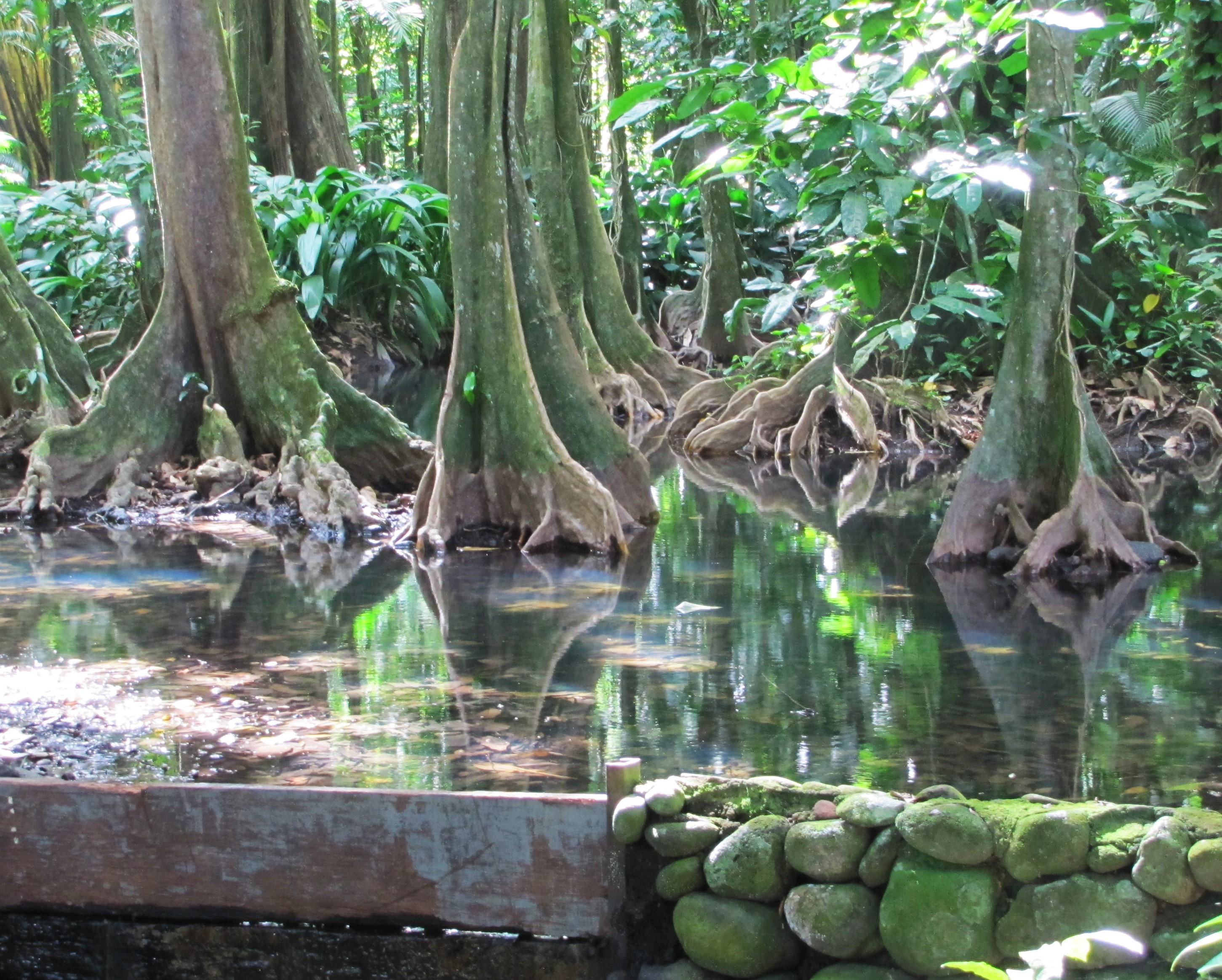 Mangroves