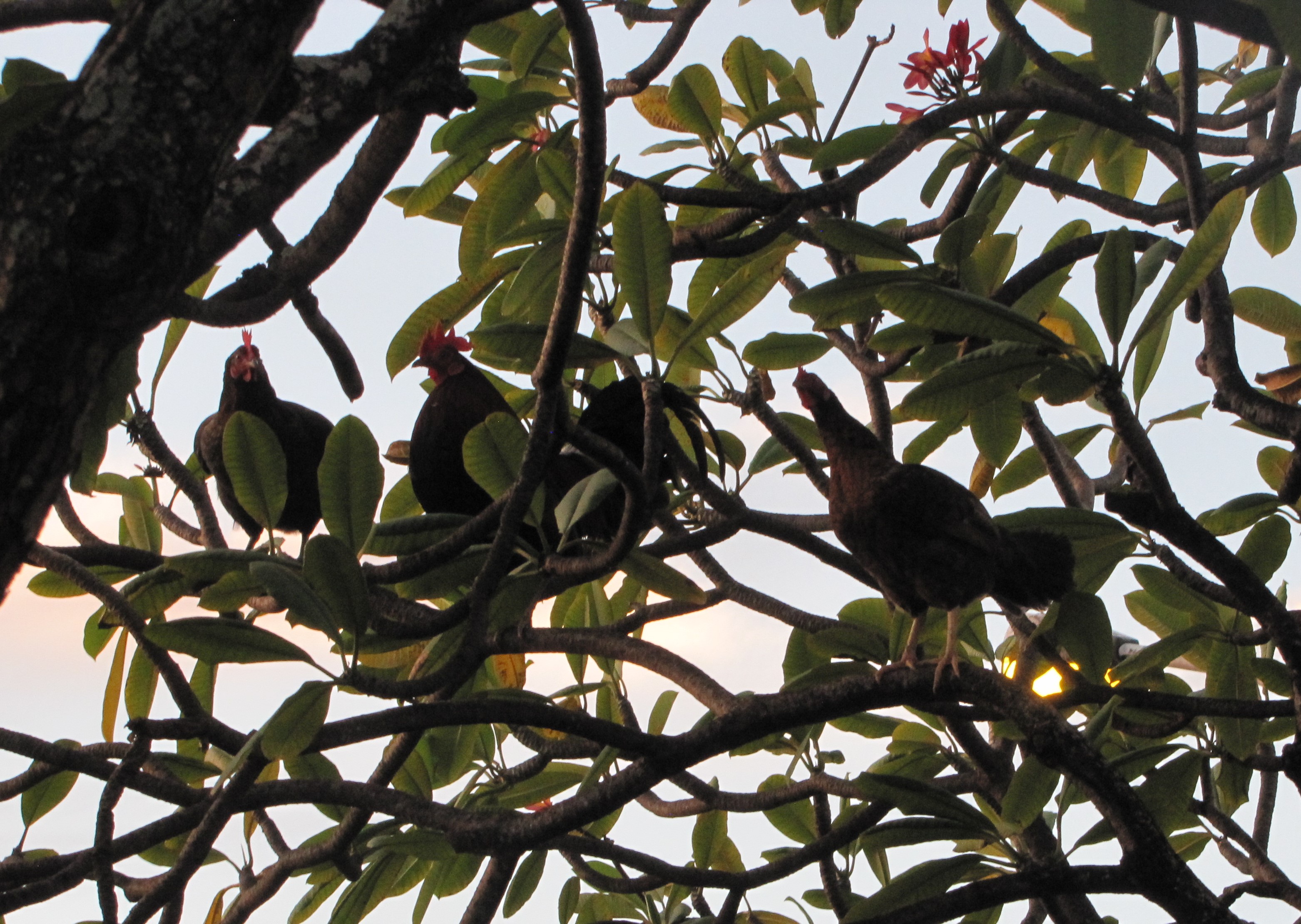 chickens in the tree