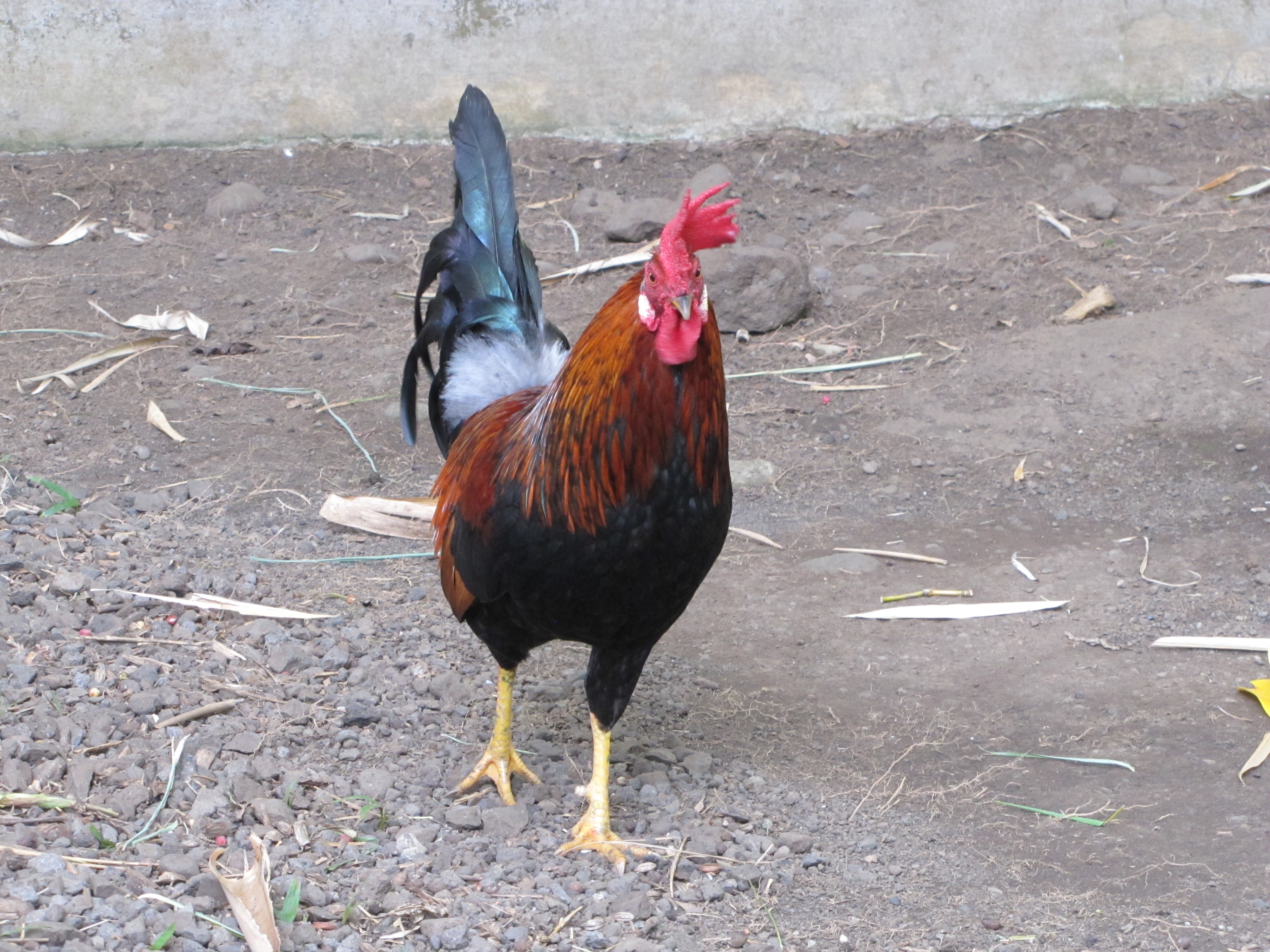 Red junglefowl