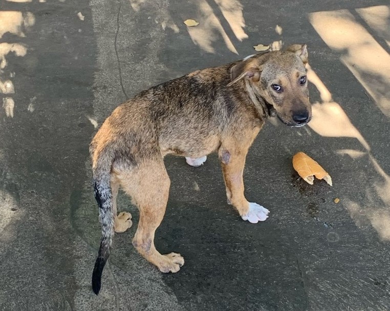 Stray dog in Tahiti