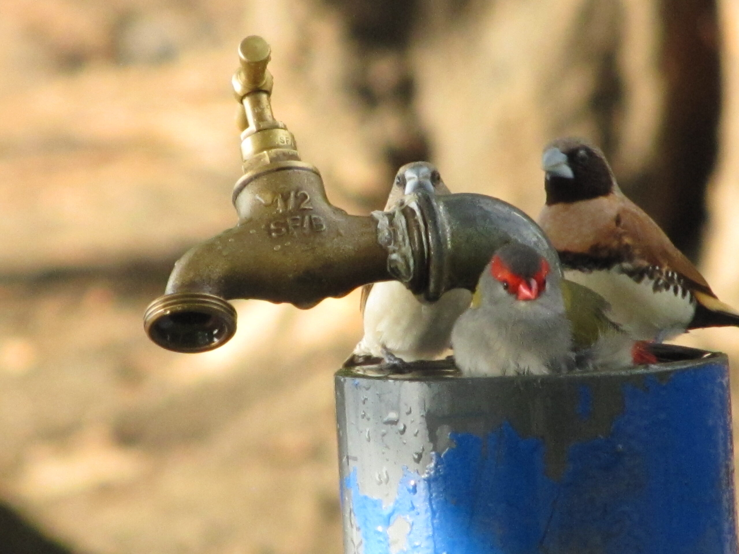 Three Birds at faucet