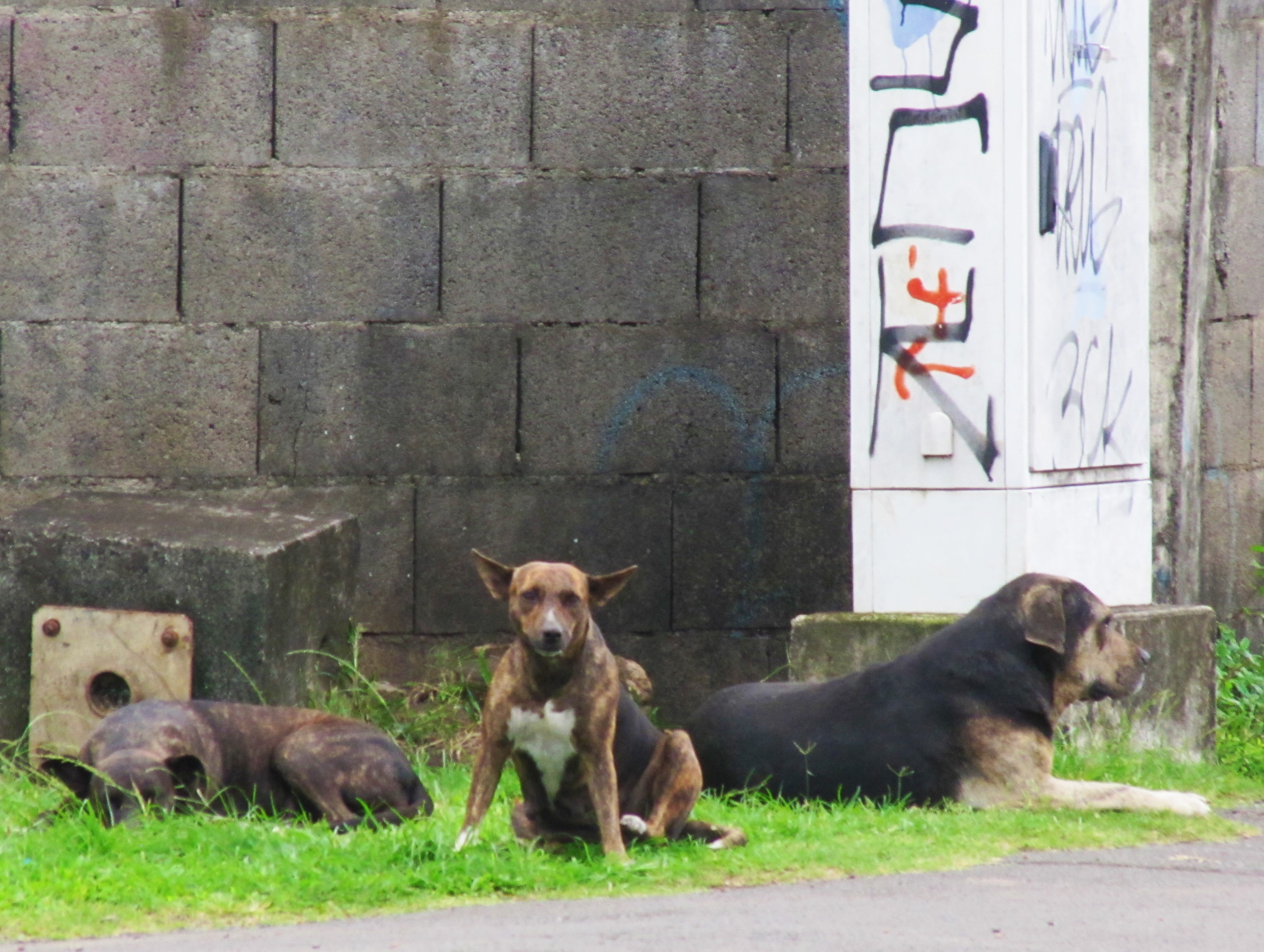 Three Dogs Tahiti