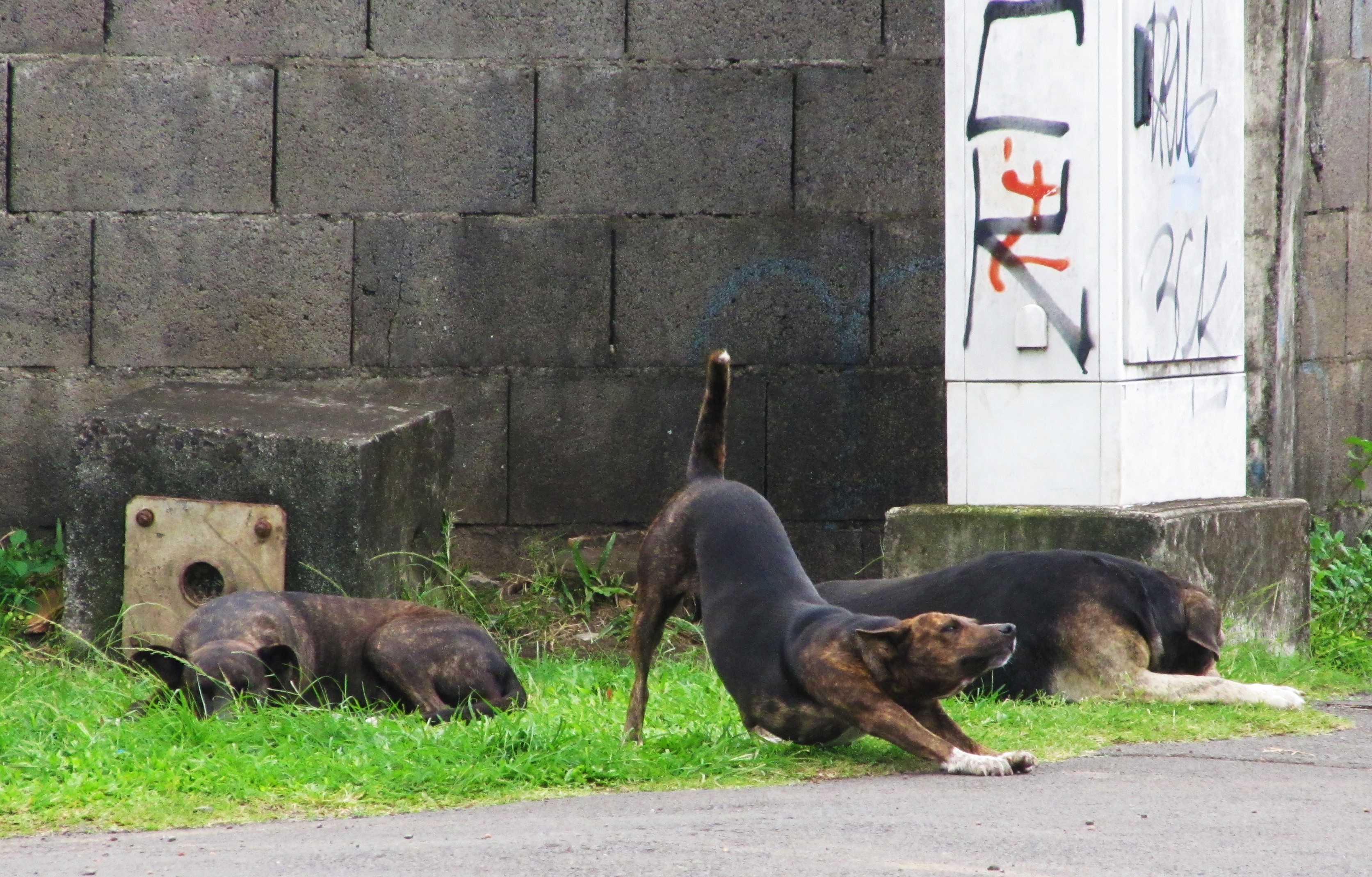 Three Dogs Tahiti Stretch