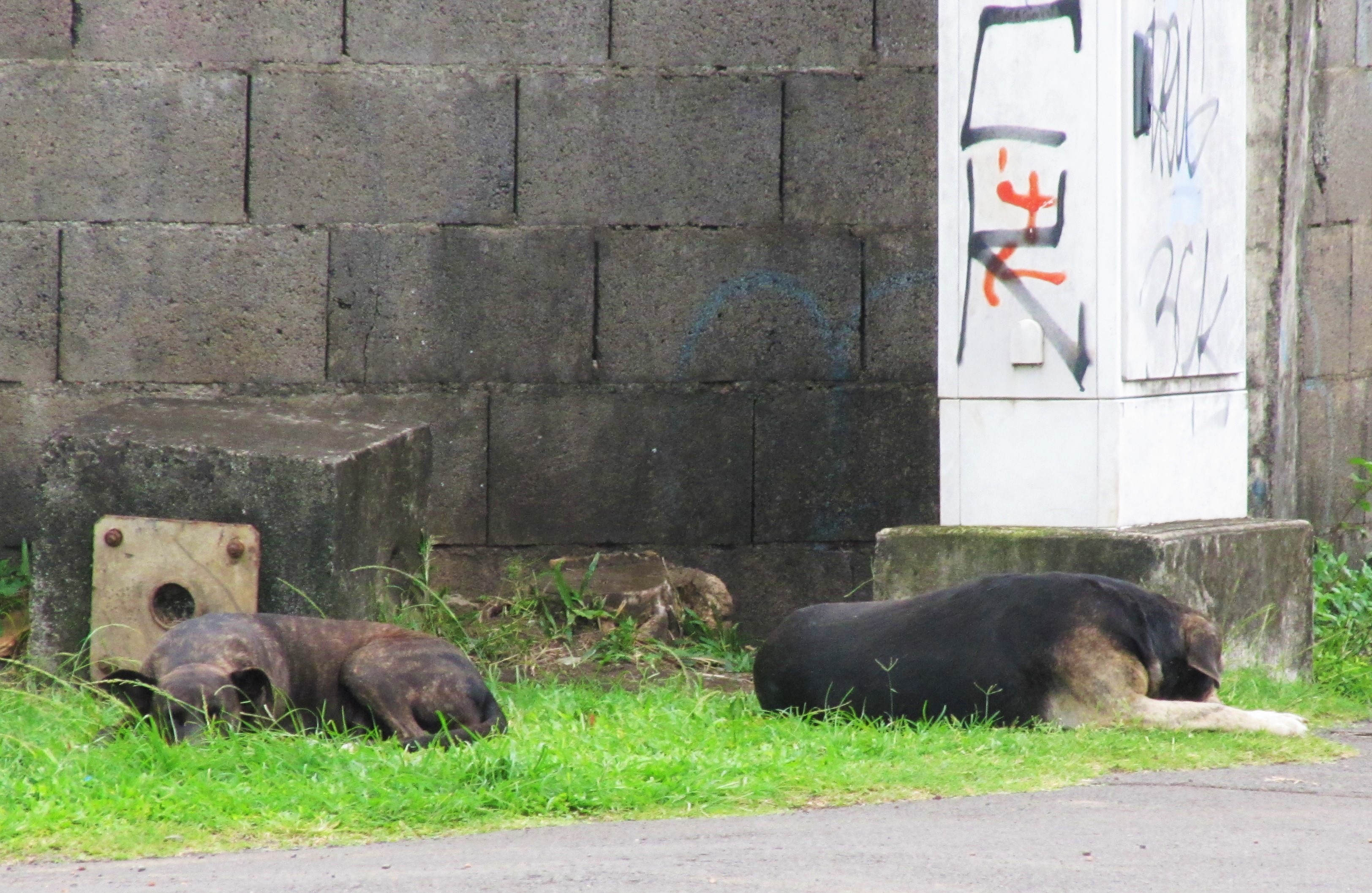 Three Dogs Minus One in Tahiti