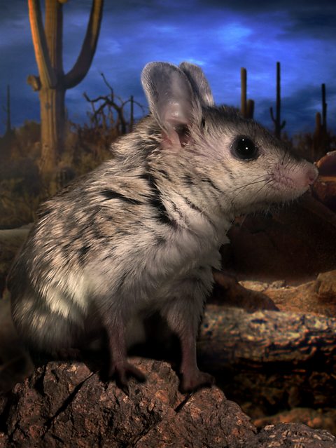 Werewolf Mouse in Phoenix