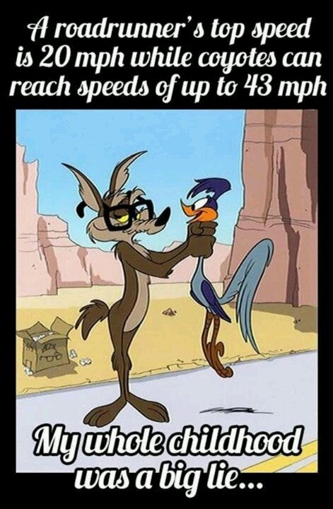 Coyote and Roadrunner