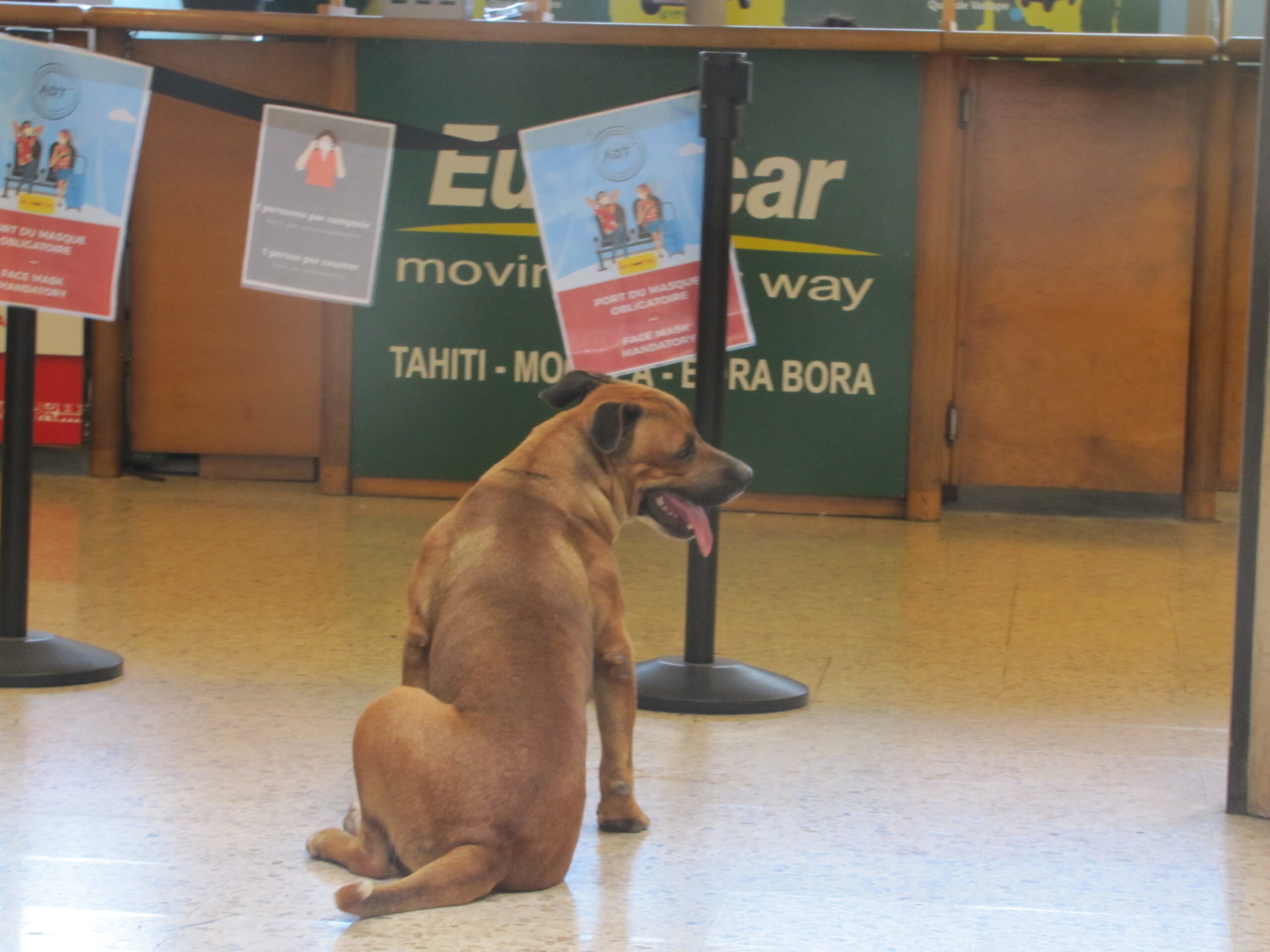 Dog at Airport