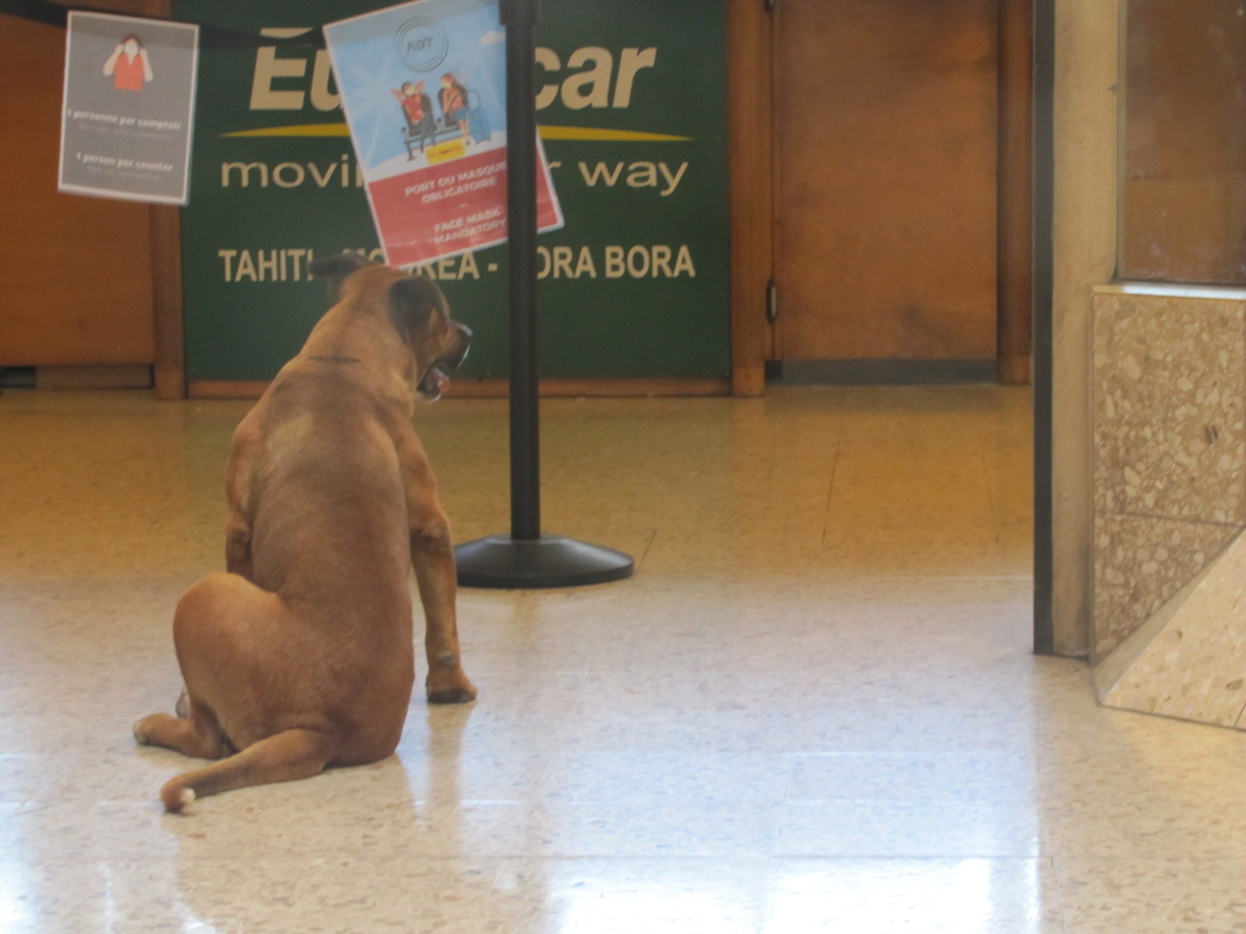 Dog at airport2