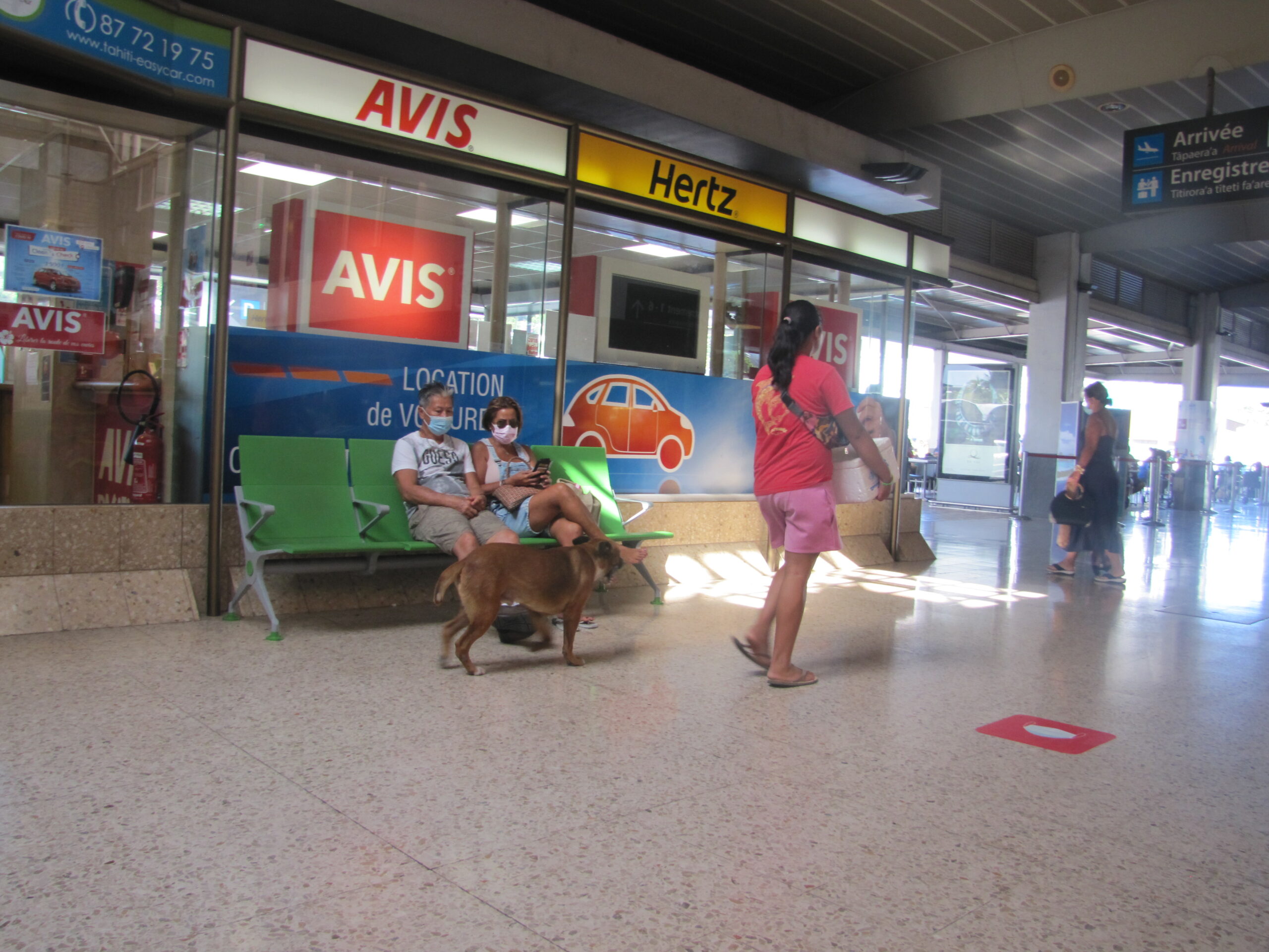 Dog leaving airport