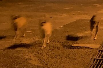 Dogs coming to meet us in Bora Bora