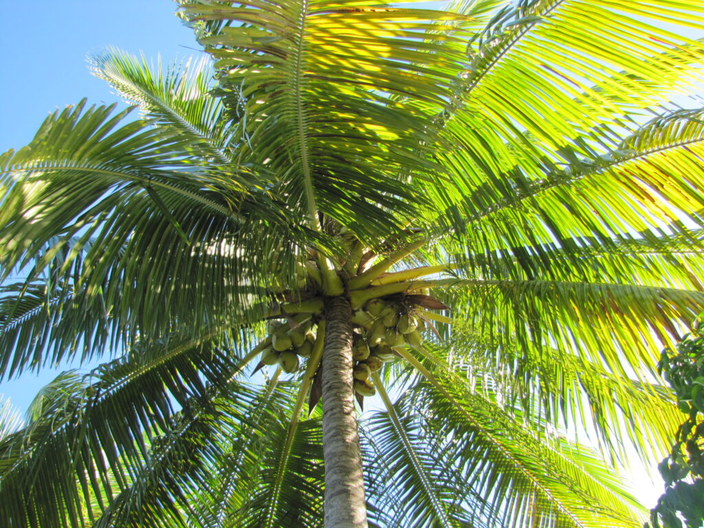 Coconut Palm in Bora Bora