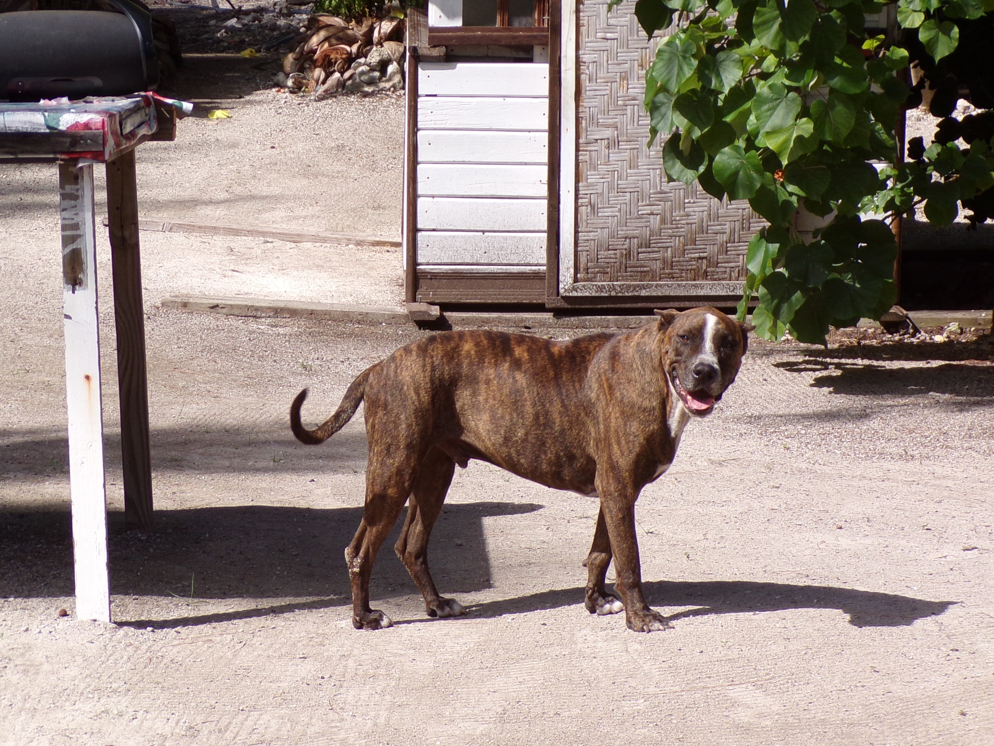 Island Dog