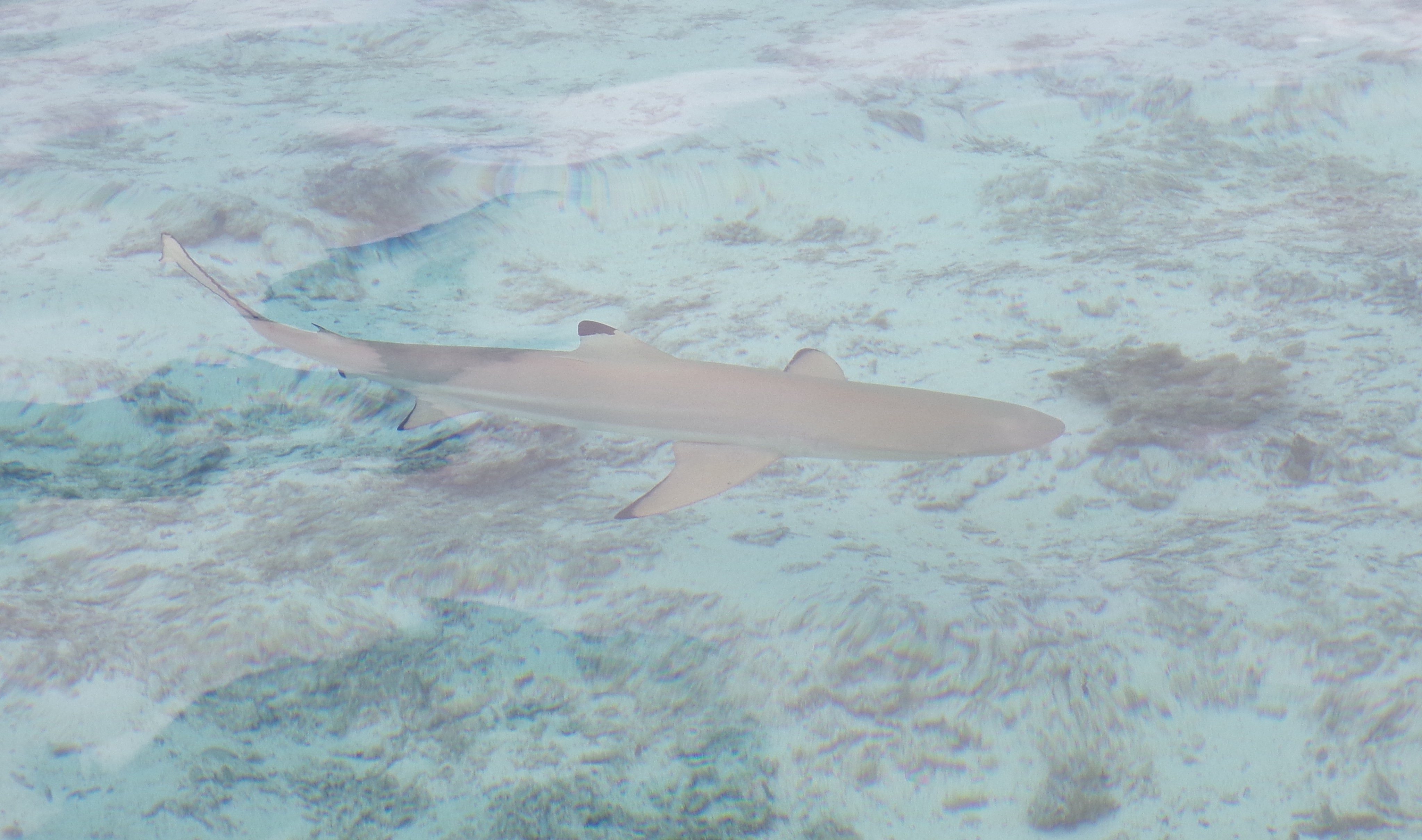 Reef Shark